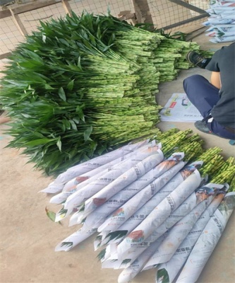 海南富贵竹