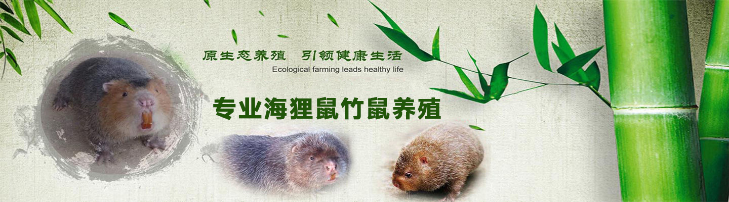 湖南诗诗竹鼠养殖基地