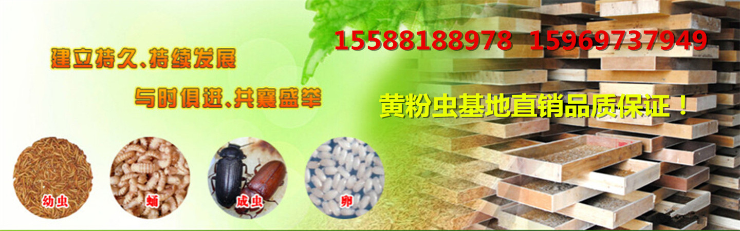 山东黄粉虫养殖-山东罗庄区虰虹黄粉虫养殖专业合作社