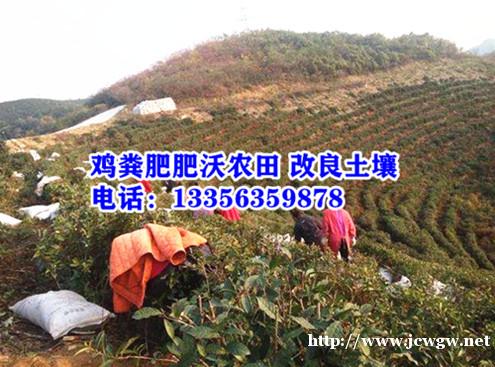 鸡粪