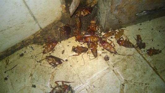 黄岩区灭蟑螂一般多少钱