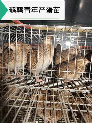 连云港鹌鹑苗养殖