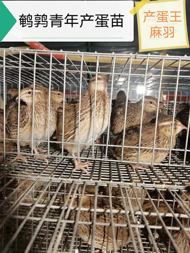 连云港鹌鹑苗价格