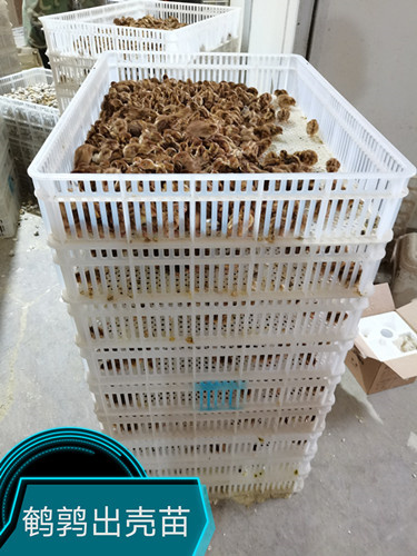 连云港鹌鹑苗批发