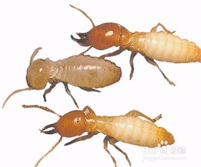 如何检查家里是否有白蚁？