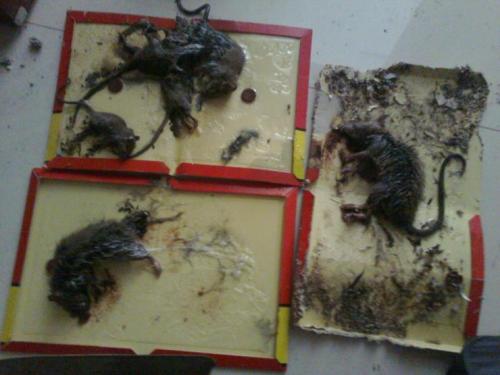 如何防止上饶灭鼠后老鼠在再次进屋？