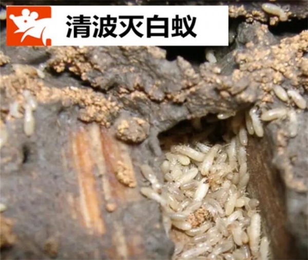 德清灭白蚁公司如何进行白蚁防治？