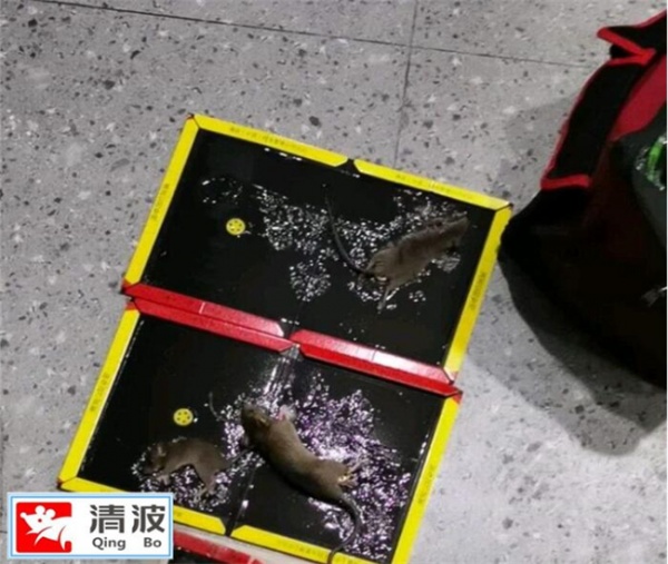 德清灭鼠公司告诉你老鼠的习性