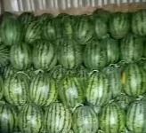 西瓜代办都有哪几种品种?