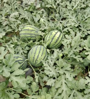 西瓜代办-最新西瓜代办代发