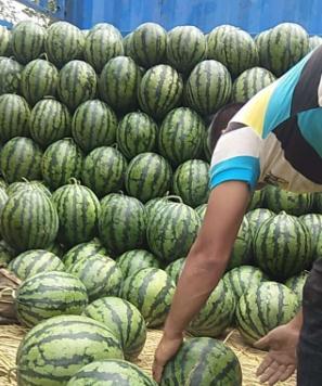 盖县西瓜批发多少钱