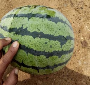 盖县西瓜基地中心直发