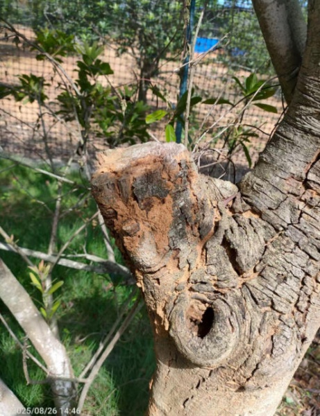 林场树木遭病虫害威胁，韶关有经验丰富的林业防治公司吗？