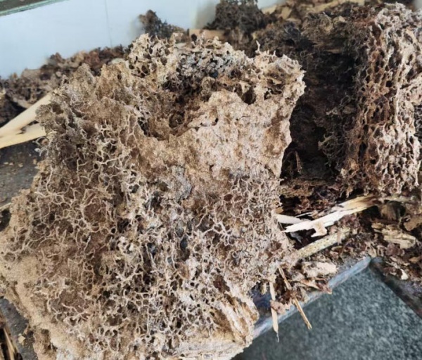 小区公共区域红火蚁肆虐，韶关哪家公司能快速防治红火蚁？​