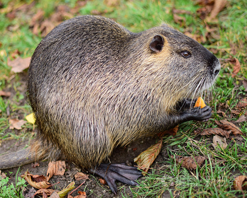 广西海狸鼠养殖