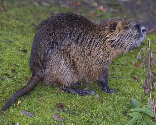 广西海狸鼠养殖基地