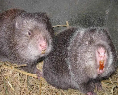 湖南竹鼠