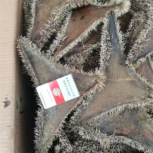 刺猬皮价格