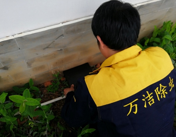 学校食堂出现老鼠踪迹，何种灭鼠行动能守护师生健康？