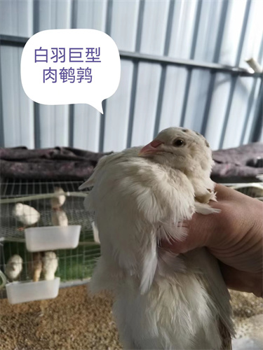 连云港白羽鹌鹑养殖