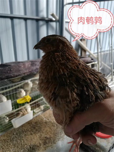 连云港鹌鹑养殖基地