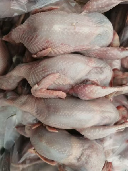 连云港商品鹌鹑批发