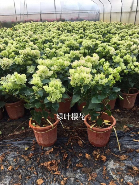 福建三角梅批发