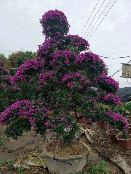 漳州三角梅销售