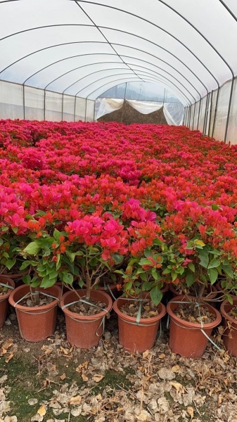 福建三角梅种植基地