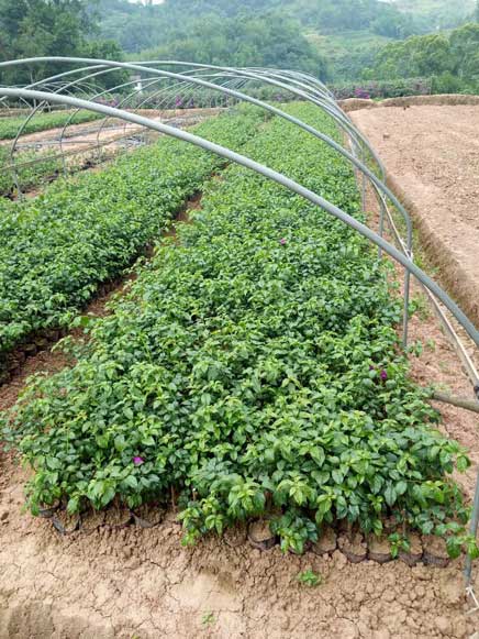 漳州三角梅袋苗供应