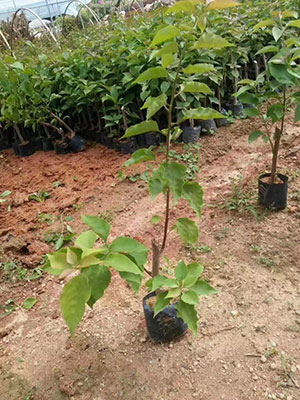 福建三角梅杯苗批发