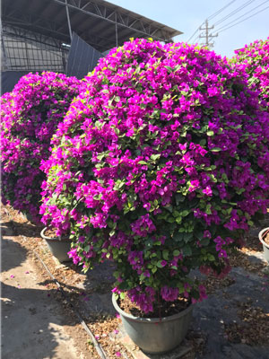 福建哪里有三角梅小苗批发