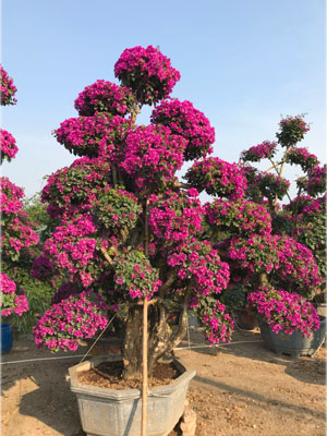 漳州三角梅盆景