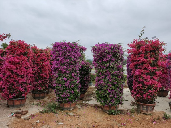 漳州三角梅柱子基地