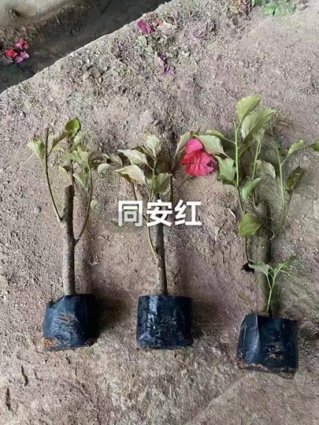 福建同安红三角梅批发