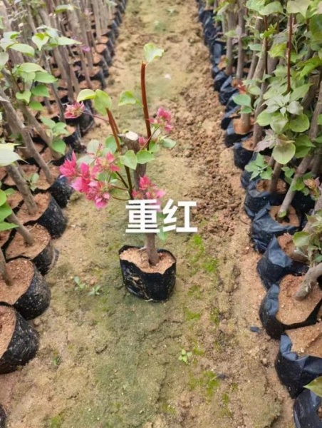 漳州重红三角梅直销