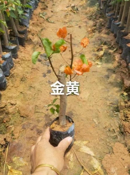 漳州哪里的金黄三角梅批发便宜