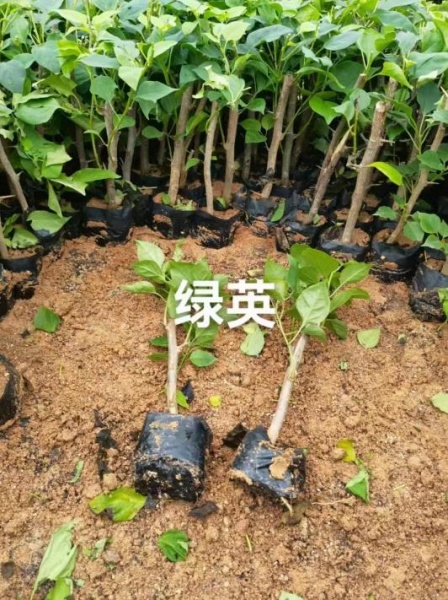 福建绿樱三角梅苗现货供应