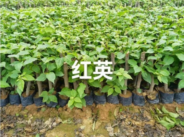 福建红樱三角梅苗基地直销