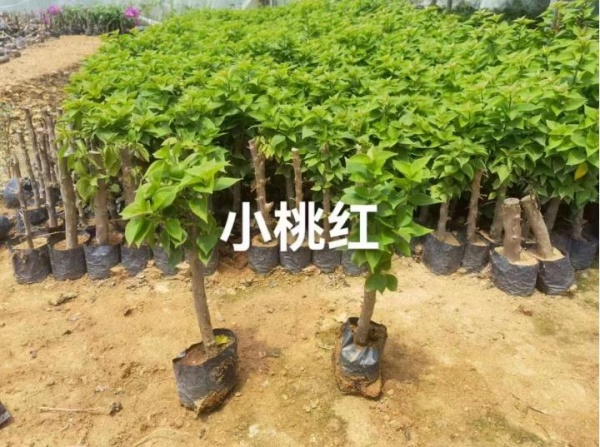 漳州小桃红三角梅苗