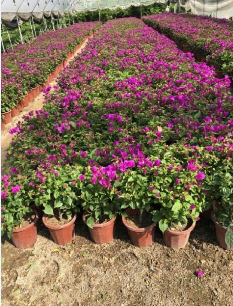 龙岩三角梅小苗种植基地