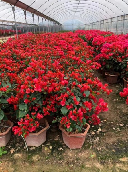 三明三角梅苗批发