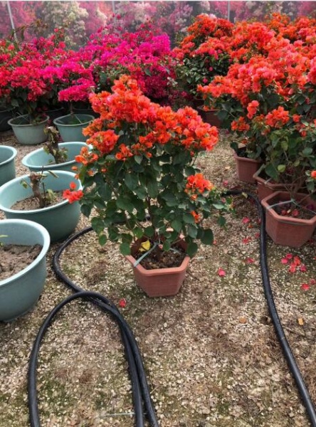 莆田三角梅苗种植基地