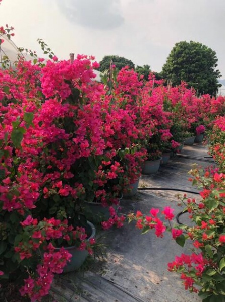 漳州三角梅批发价多少钱一棵