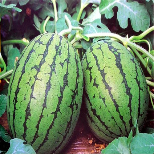 开封西瓜代办代收团队