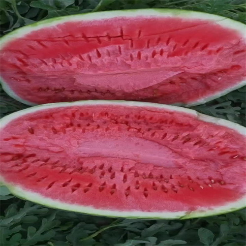 开封西瓜批发基地