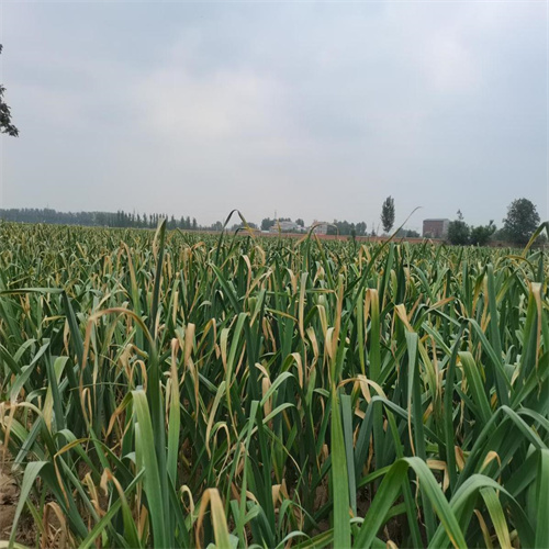 开封大蒜代办代收老板电话