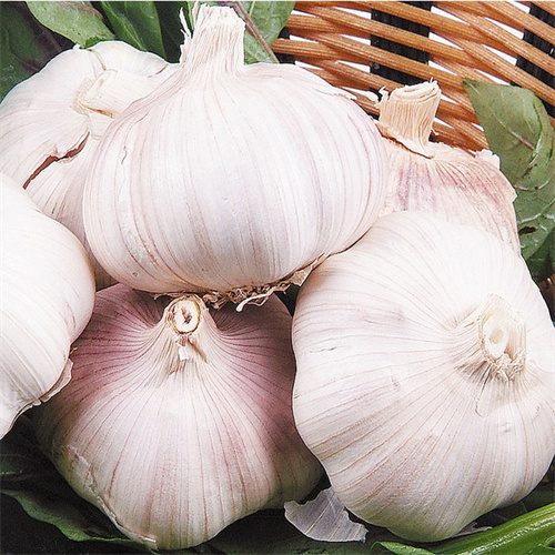 开封大蒜批发价格