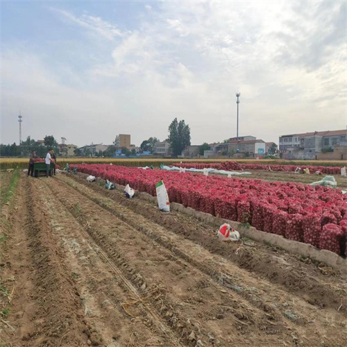 开封大蒜基地批发代办商