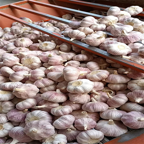 开封大蒜批发基地在哪里